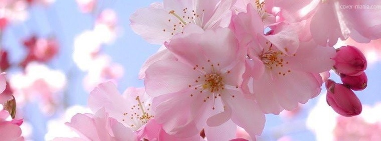 Mrs brightside banner image