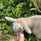 Caribbean Feet avatar