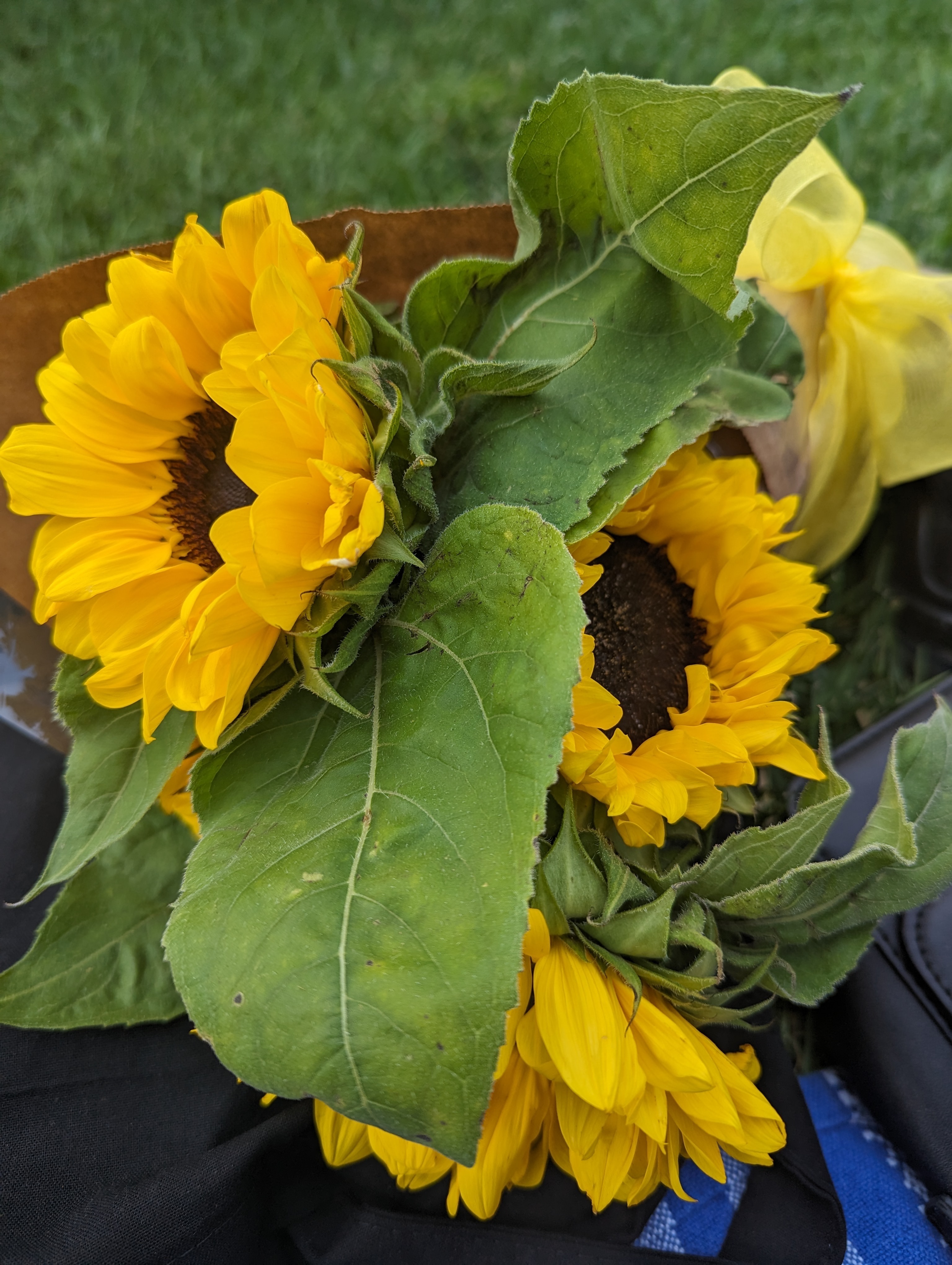 Curlysue banner image