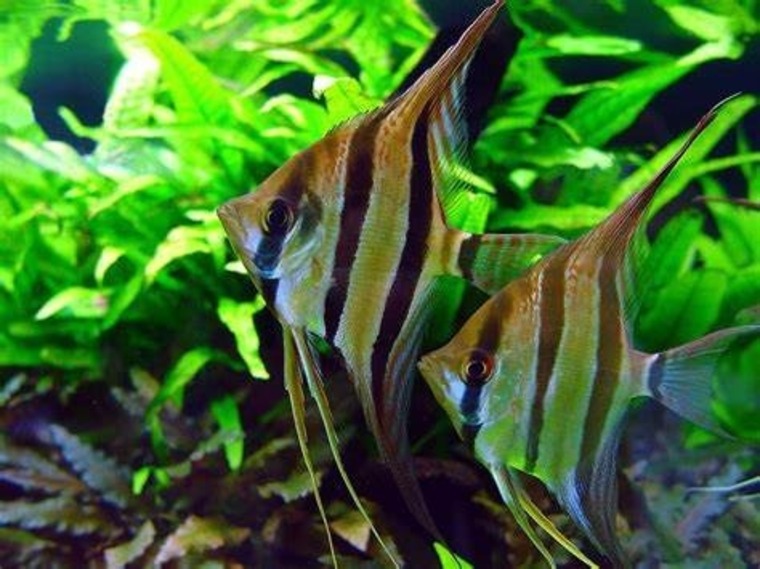 James' Fish Room banner image