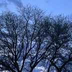 Feet forest avatar