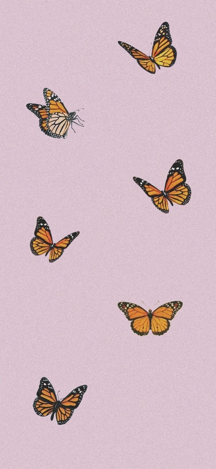 Butterfly cover image