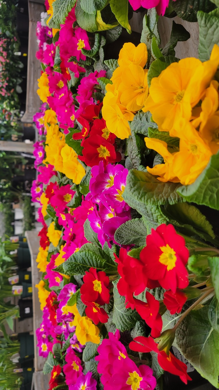 Angélica Guzmán cover image