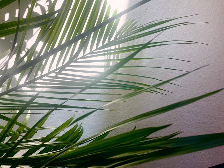 Mrplants banner image