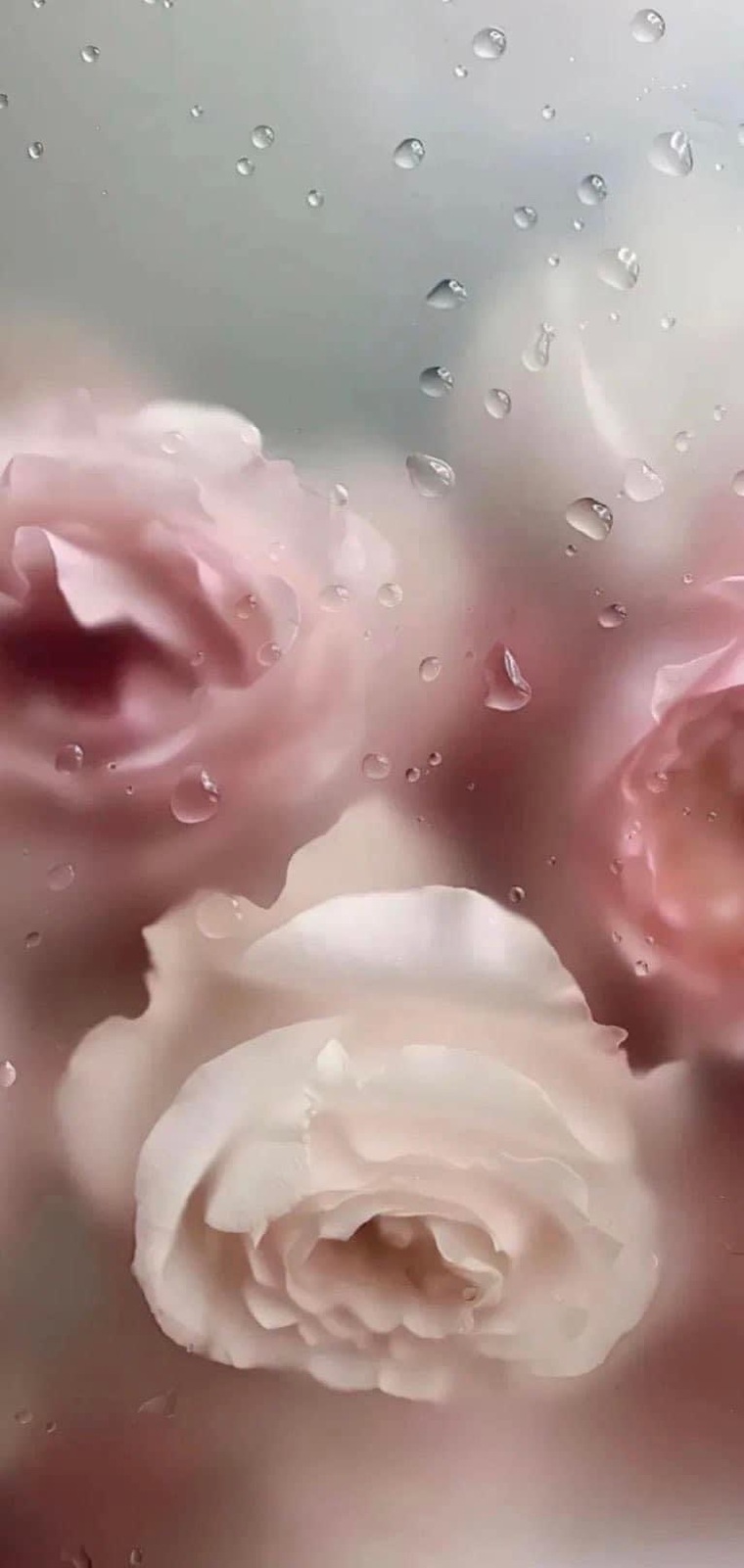 Margarita banner image