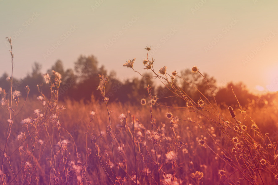 WildandRaw banner image