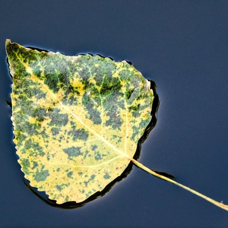 Lajos cover image