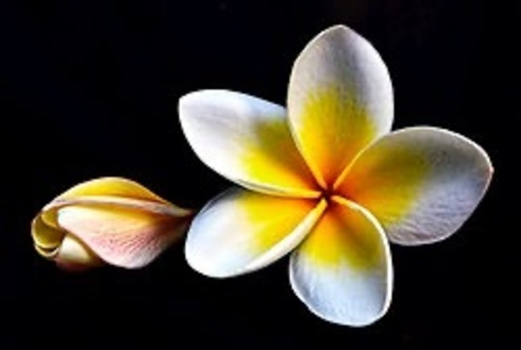 MyLady banner image
