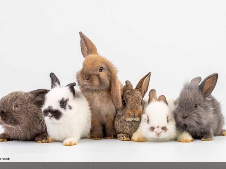 Hunnybunny banner image