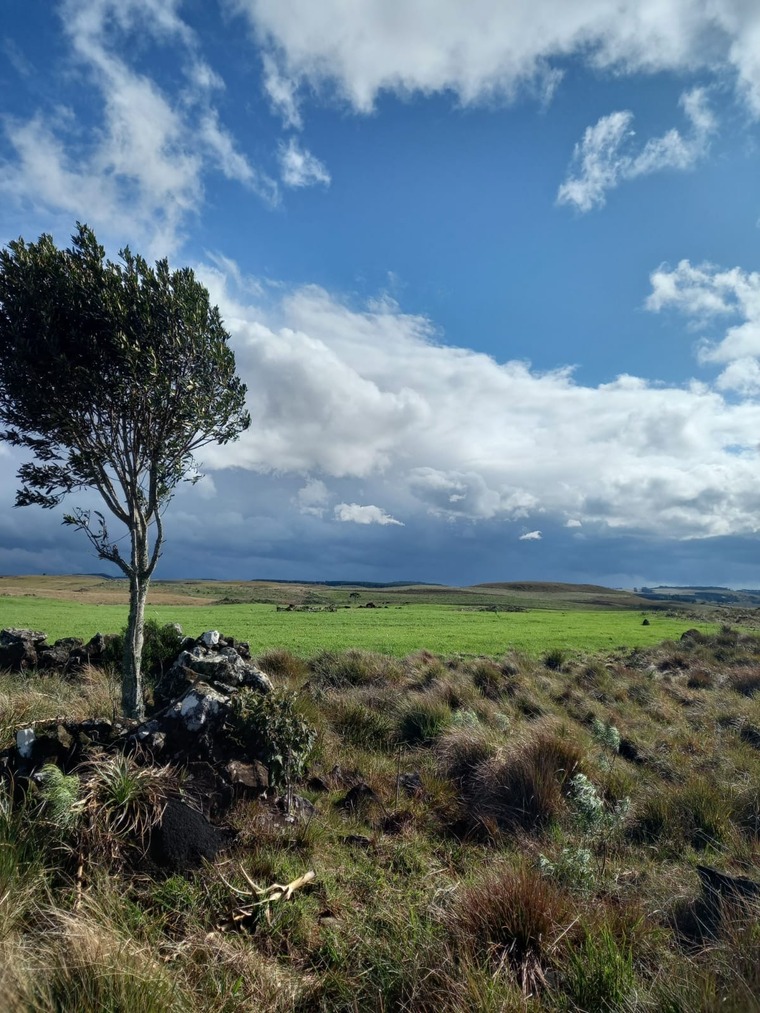 Tatinha cover image
