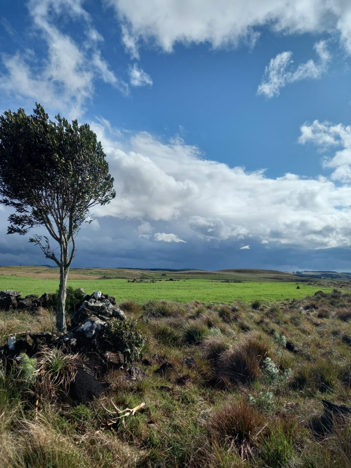 Tatinha banner image