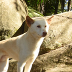 Dingo avatar