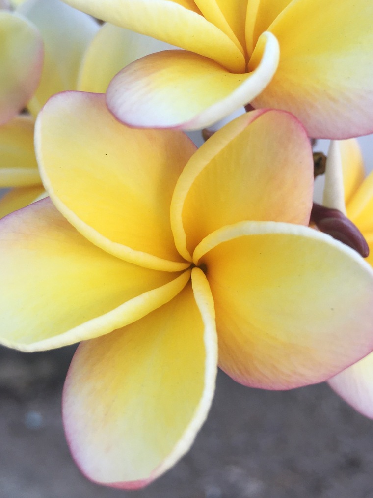 Valery C. cover image