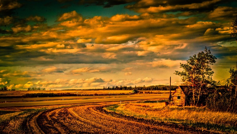 Ol MacDonald cover image