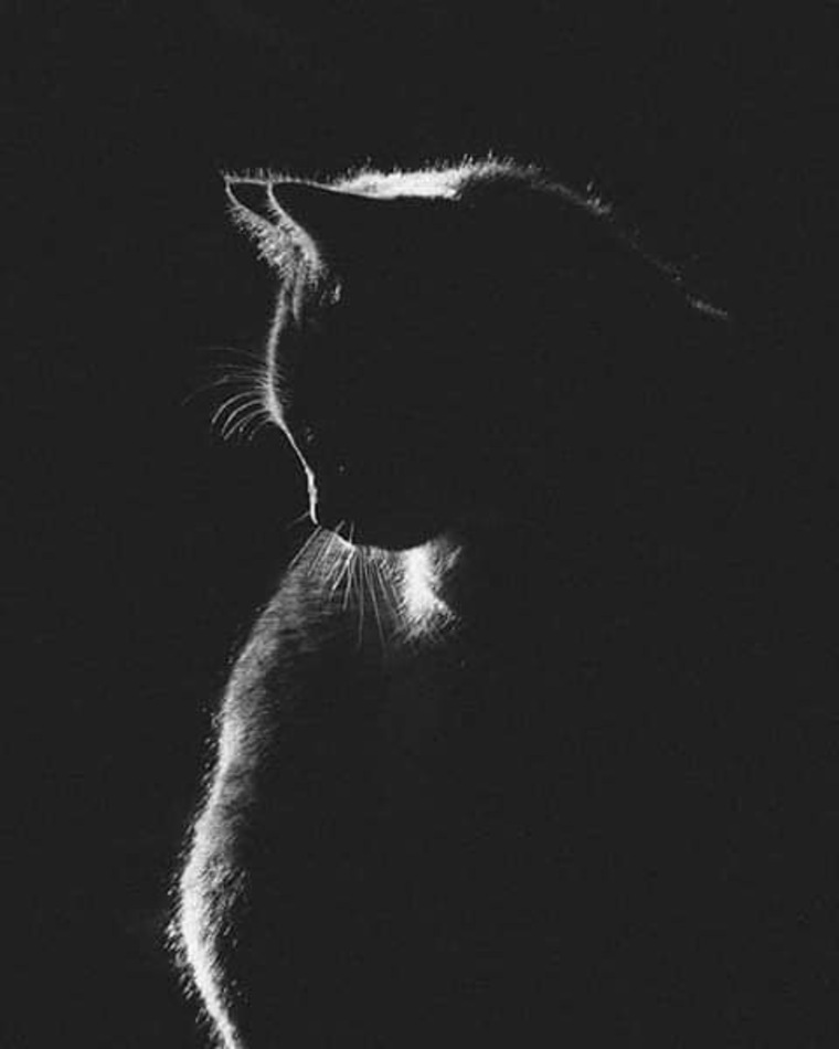 Tu gatita cover image