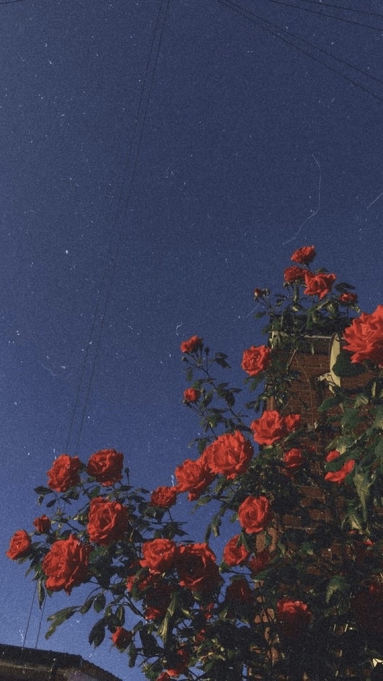 LeaxMaroon cover image