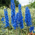 Blue Flower avatar