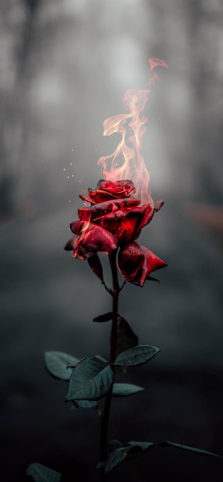 Rose powers cover image