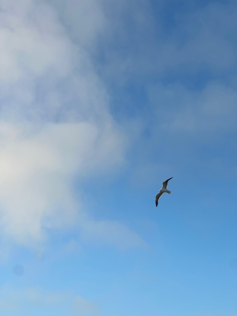 Angelwings banner image