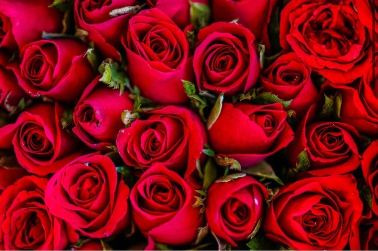 RoseGirL... banner image