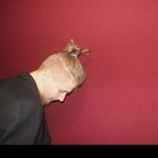 Rosenberg avatar