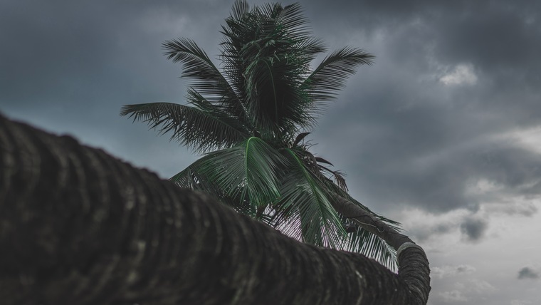Angellmej cover image