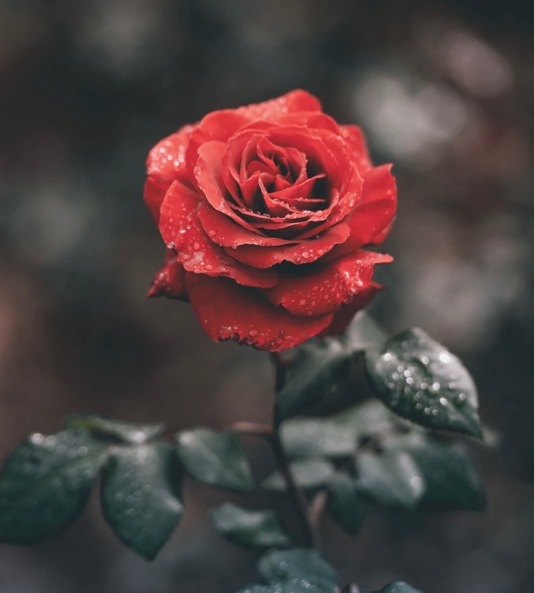 Rose cover image