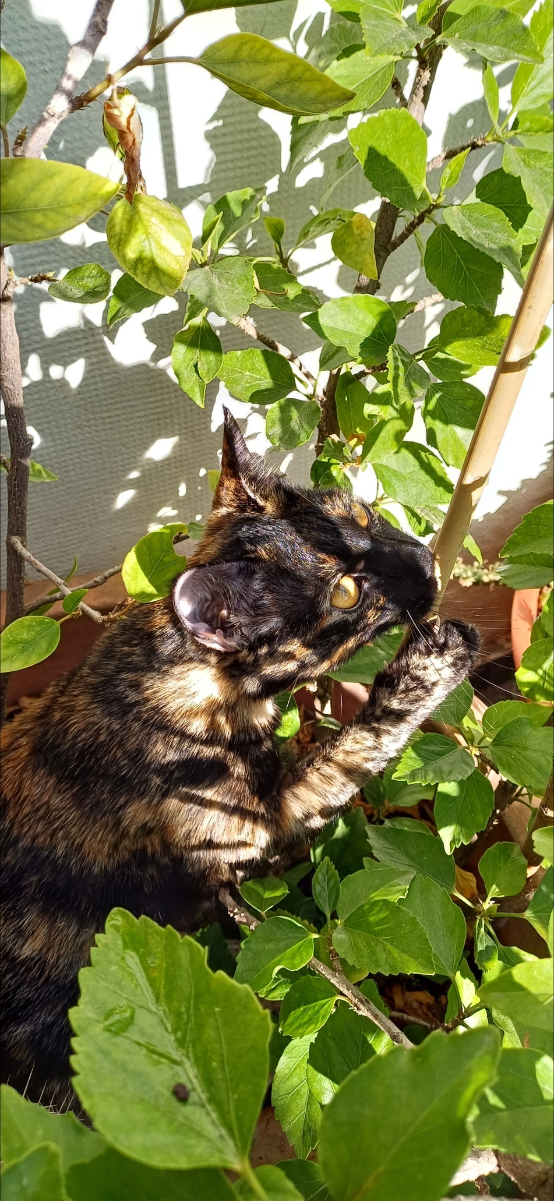 FITINES$ π¬π§πͺπΈπ²π« banner image