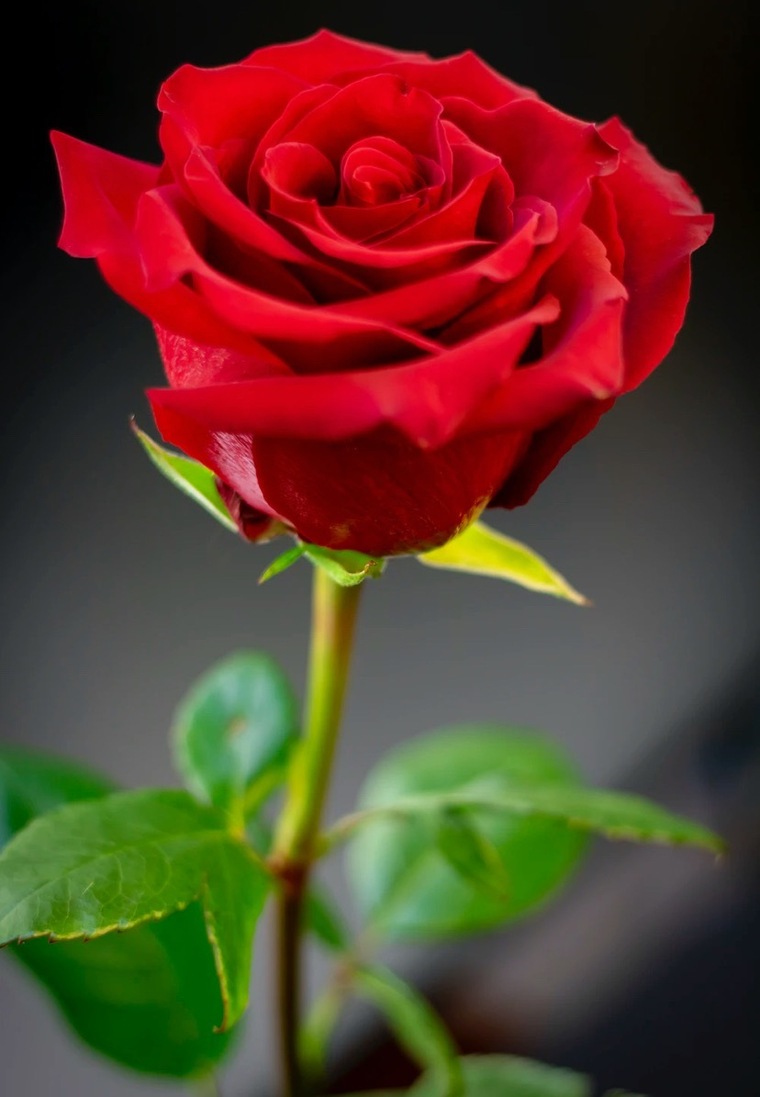 Nicole Rose cover image
