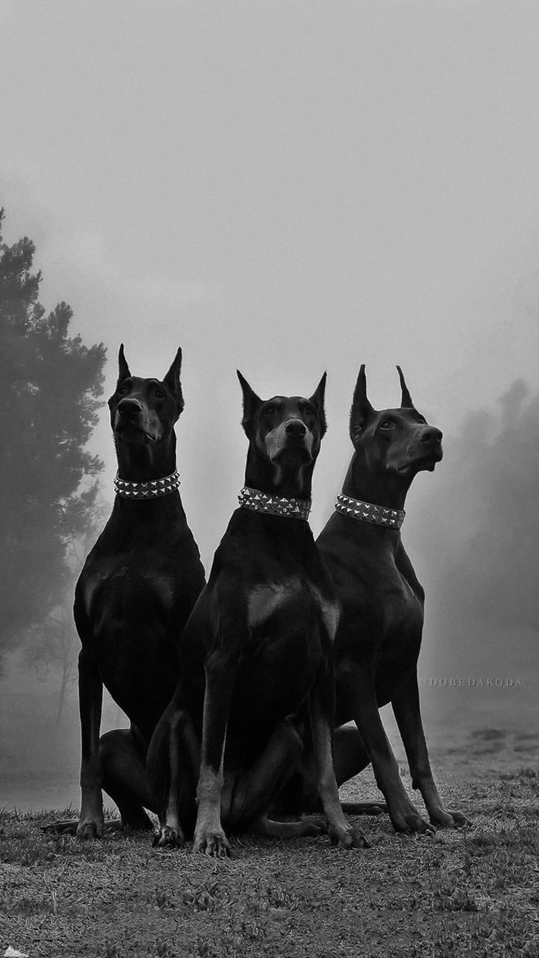 Virtus cover image