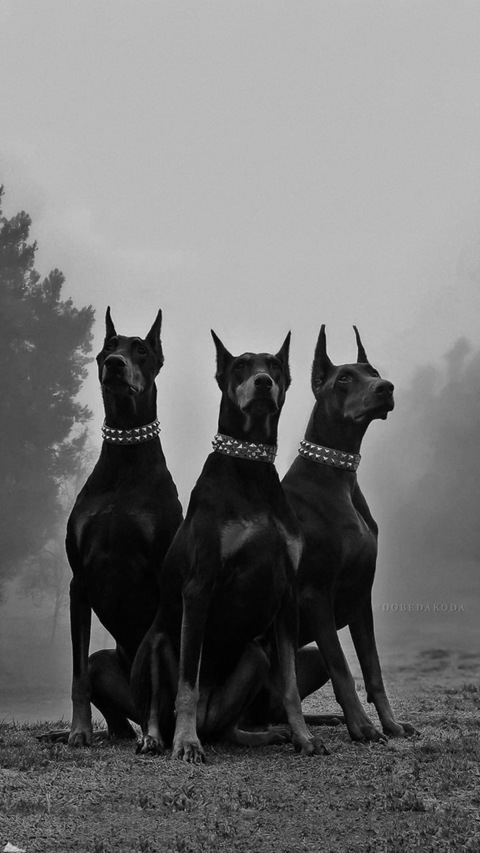 Virtus cover image
