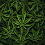 M_o_n_t_r_e_a_l avatar