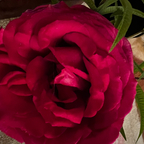 Rose Peach avatar