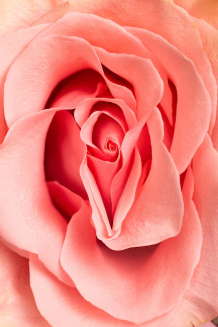 StellaLinnea cover image