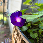 Morning glory avatar