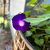 Morning glory avatar