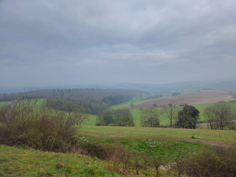 OllieThaDon cover image