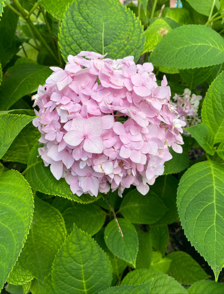 Southern Sweetheart cover image
