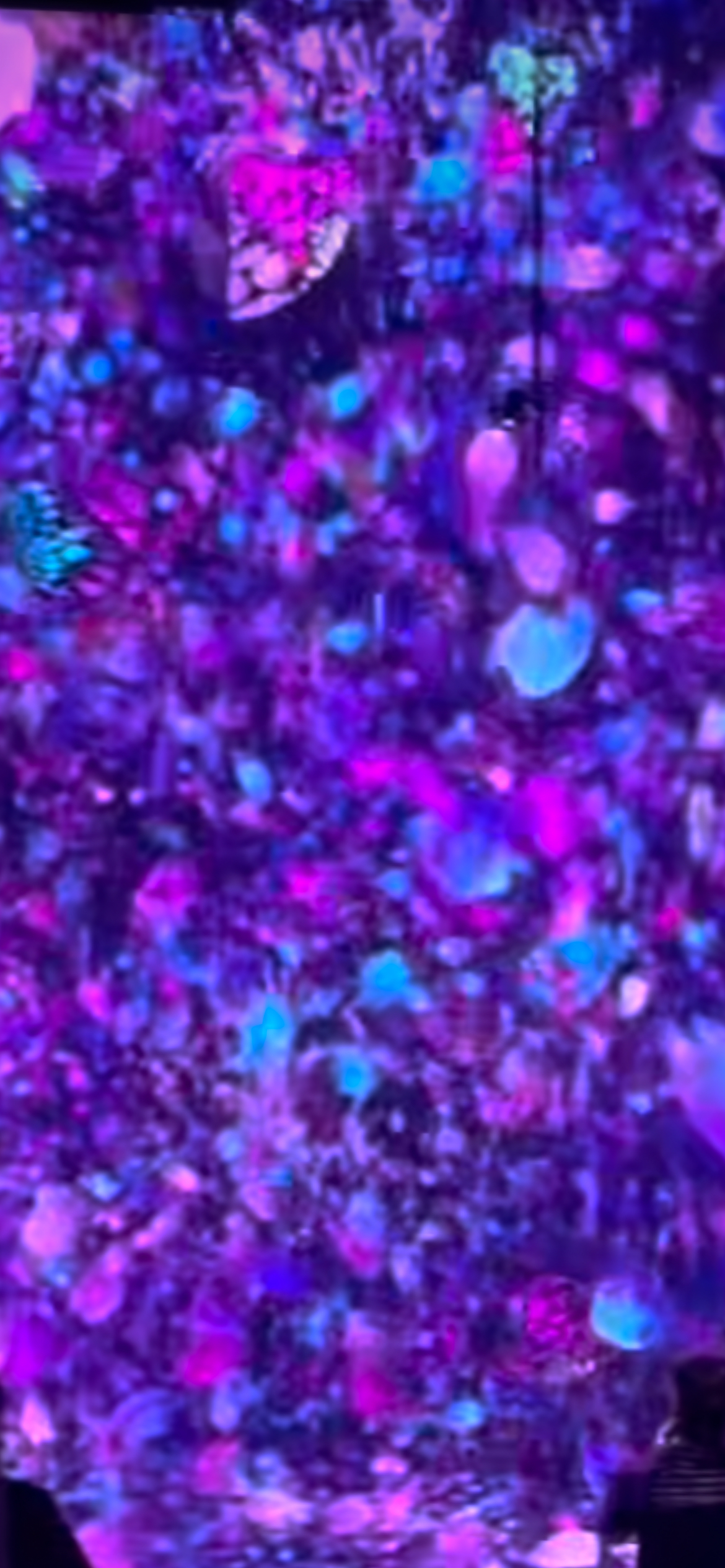 aina banner image