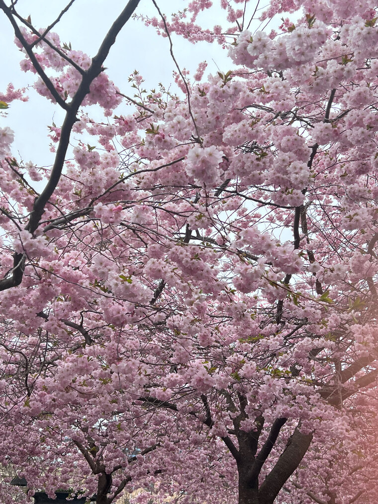 Daisy_D banner image