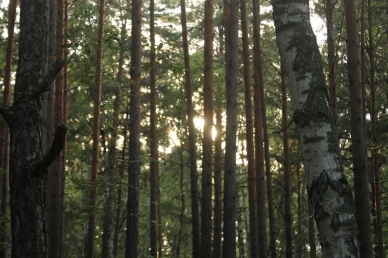 Angel banner image