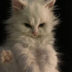 Kitty Kat avatar
