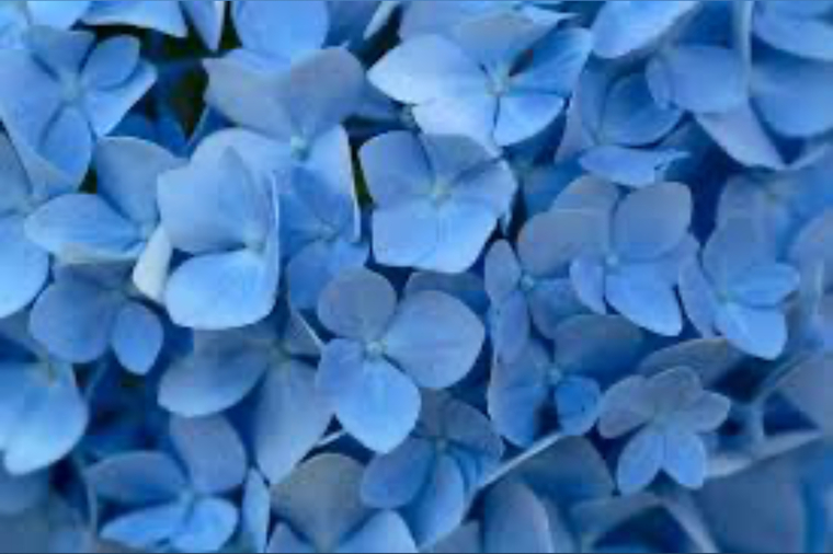 Carly banner image
