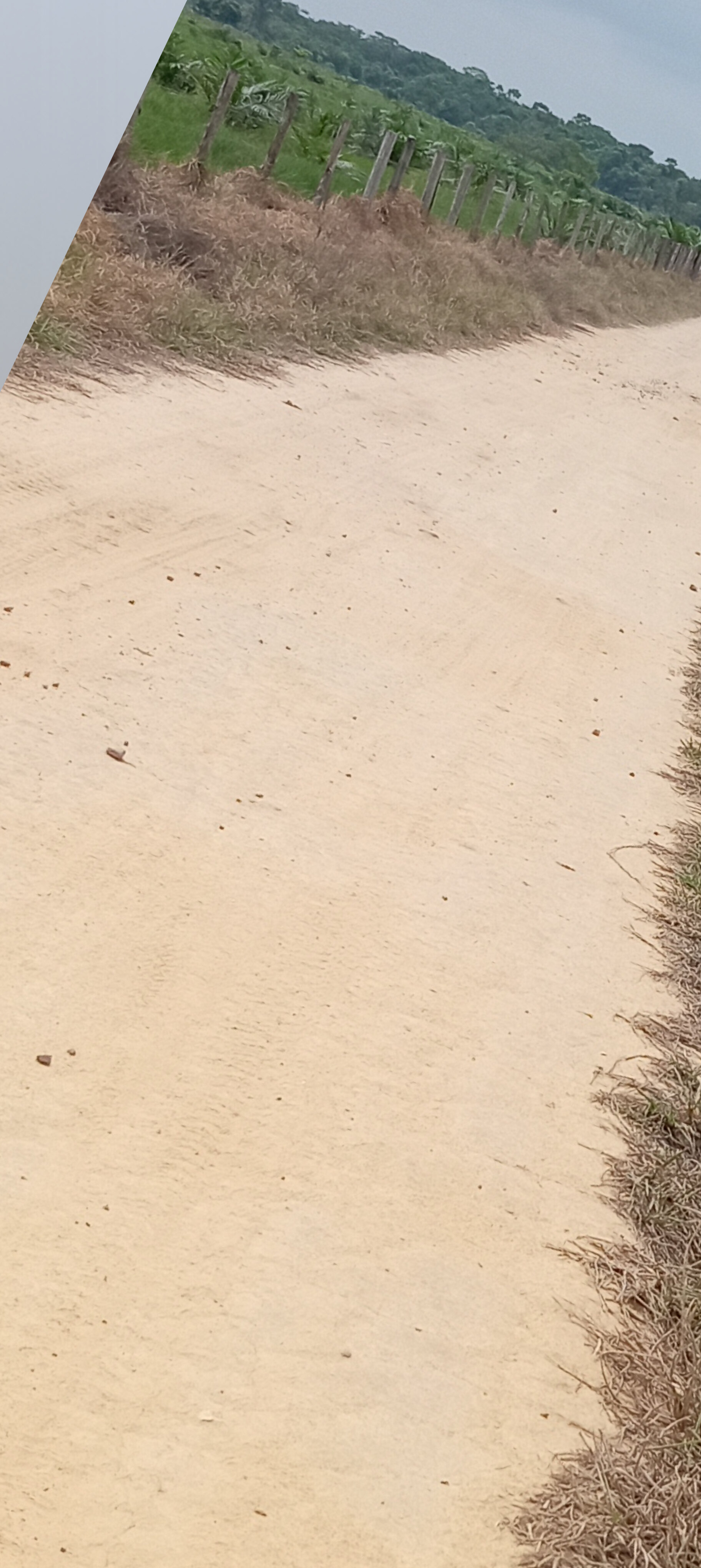 Perla purpura banner image