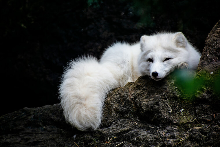 White fox banner image