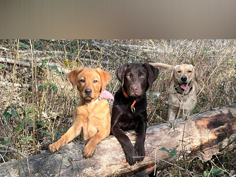 Jura-LabradorRetriever cover image