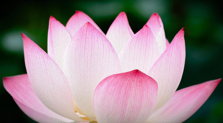 Lotus. Love cover image