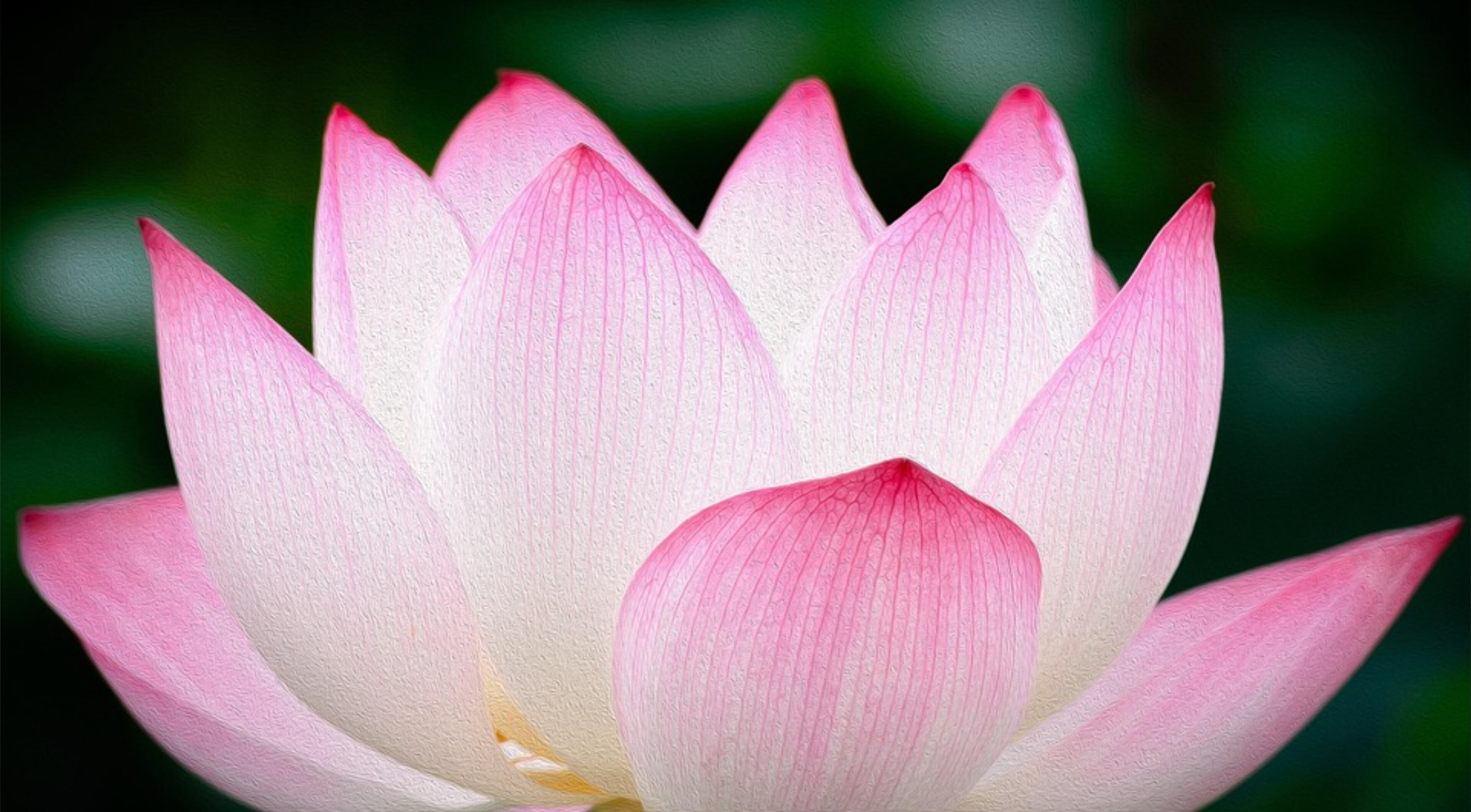 Lotus. Love banner image