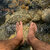 Italian Feet avatar