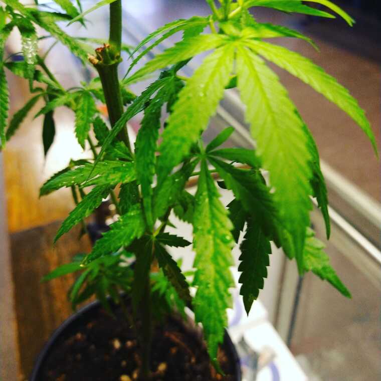 Stonergirl cover image